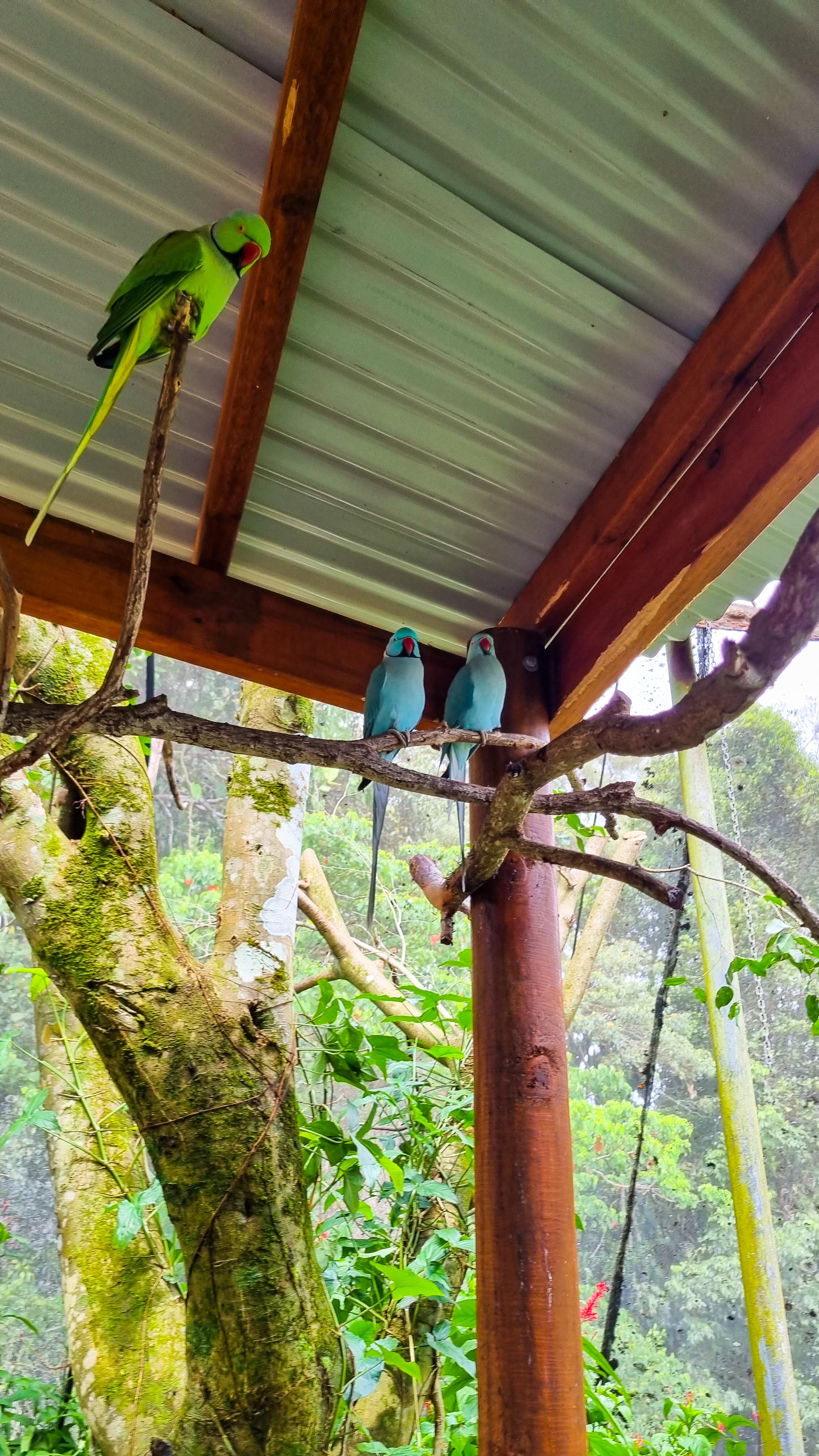 Birdworld Kuranda